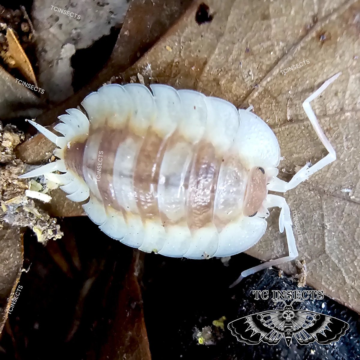 cubarisbased's tweet photo. #bugtwt Porcellio Expansus appreciation post, my fav species ever https://t.co/SaIDhJTz0I