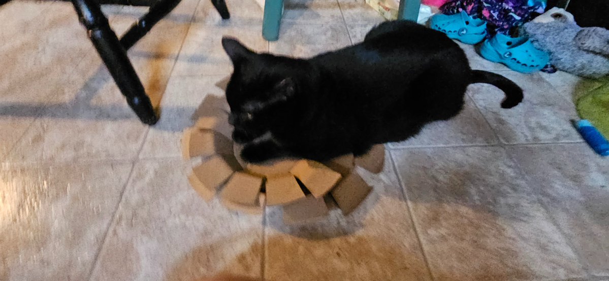 Mimibbme's tweet photo. Guys im sorry for not answering your dms I love you all also look at my cat https://t.co/6S5xSpfzKn