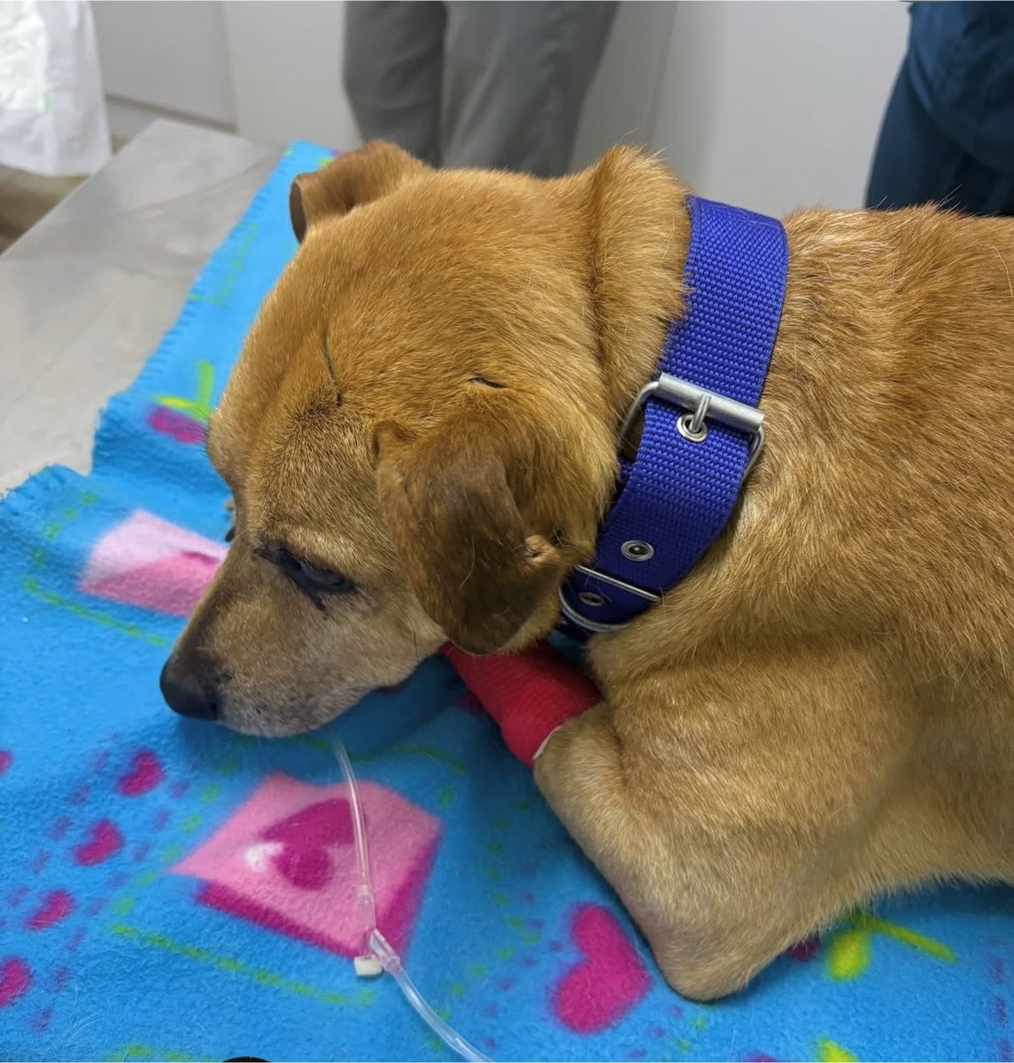 redbicheraof's tweet photo. pero apenas logramos reunir $1.000.
Teo no podía esperar. Era actuar o dejarlo morir.
Su familia ya lo abandonó una vez. Por favor, no lo abandonen ustedes también. Cualquier colaboración, por pequeña que sea, nos ayuda a seguir luchando por su vida. https://t.co/7DCVoiRnYb
