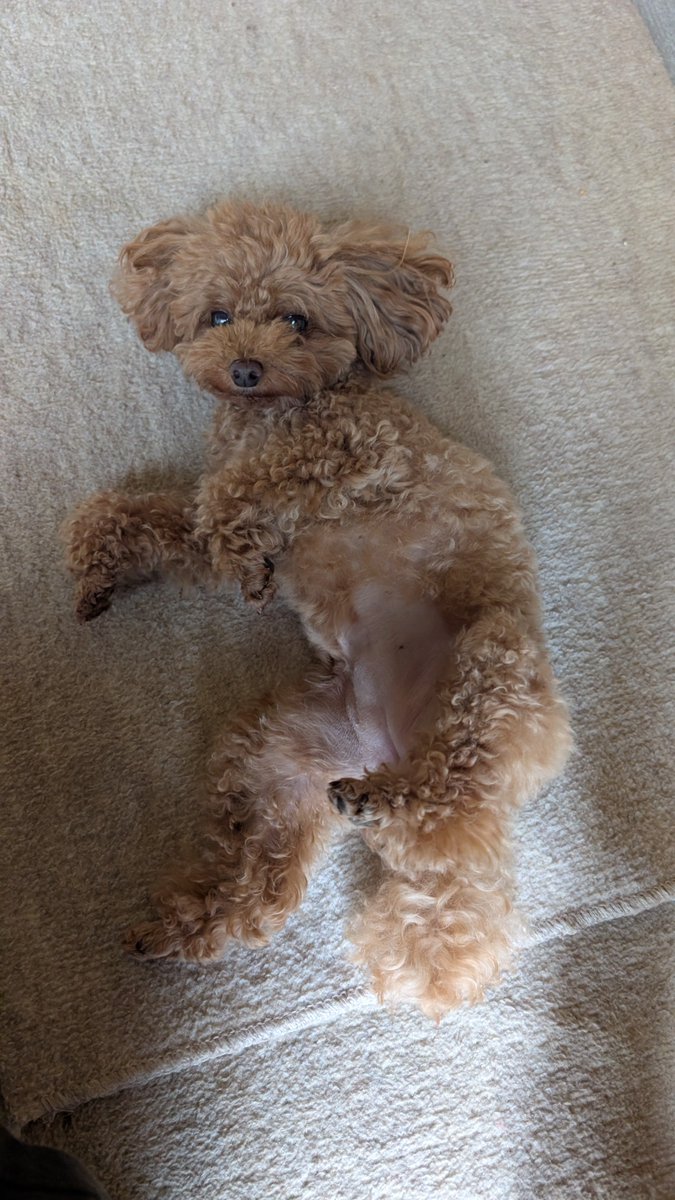 Junya_Barber's tweet photo. おはようございます
8月2日 日曜日
今日のワンニャンコ🐩🐈️

#トイプードル 
#トイプードル女の子 https://t.co/hJaX6inHhk