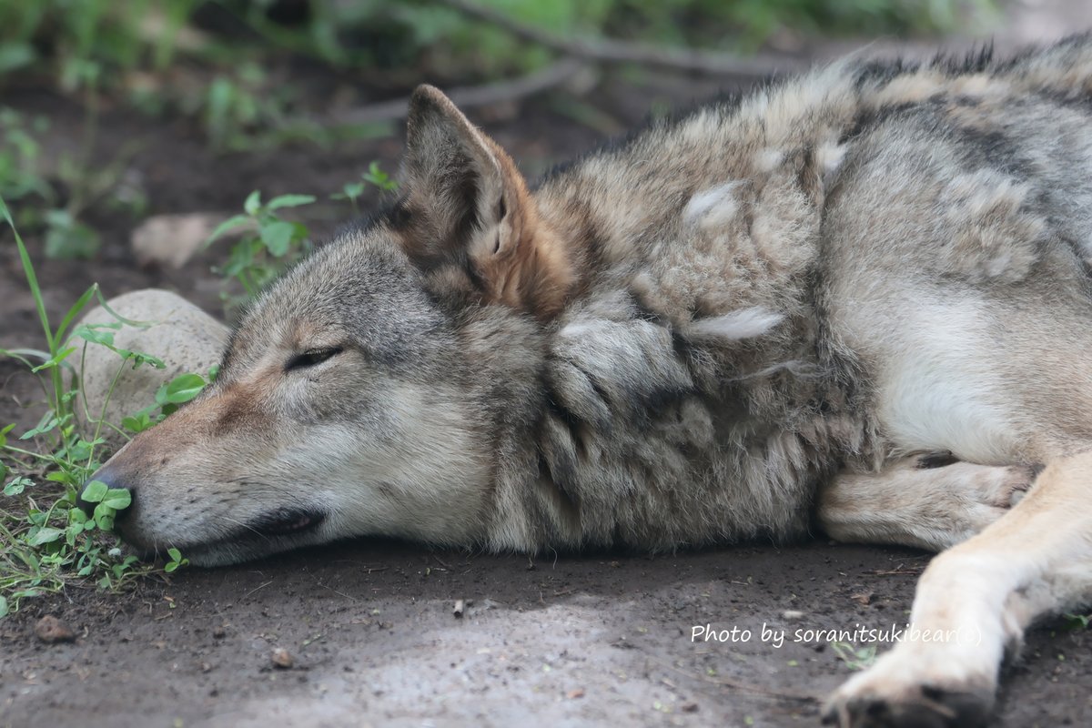 soranitsukibear's tweet photo. 日陰で休むジュリの鼻先には🍀　ジェイたちが暮らしたこの場所にジュリとカエデがいてくれることに感謝です。昨日は賑やかな時間も多めだったオオカミ舎、また静かな日にいろいろなことを思い出しながらここで過ごしたいです。#シンリンオオカミ　#ジュリ　#円山動物園　(2026.8.1) https://t.co/fTbOWaL36N