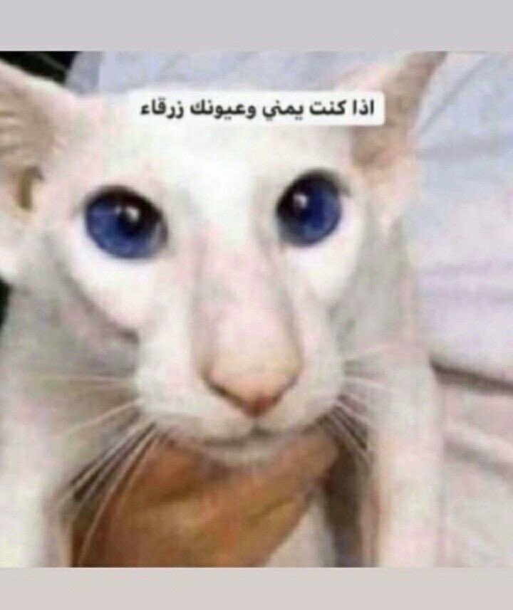 FLYF tweet media