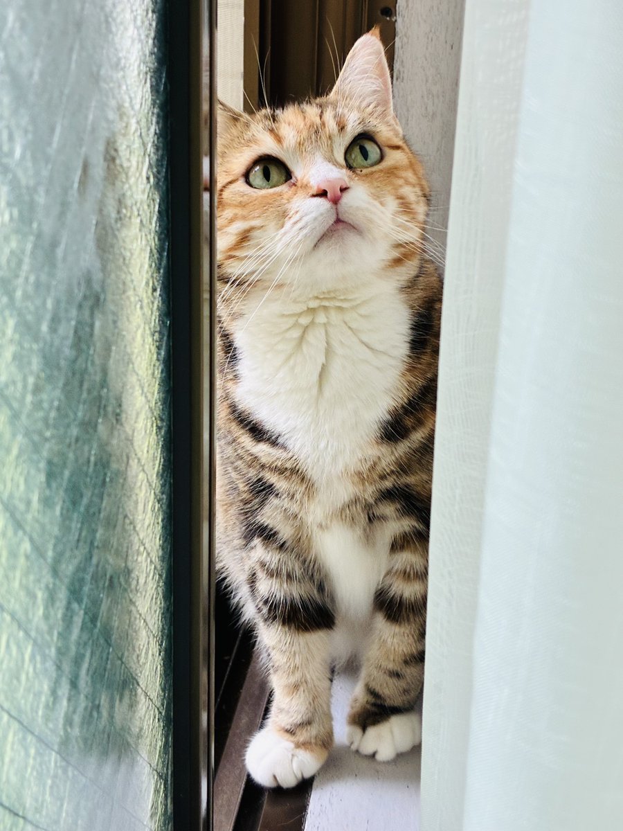 masaru_369's tweet photo. おはようございます🐈

８月２日(日)☀️☁️☂️

今日もくーちゃんと一緒に在宅ワーク頑張るDAY💪

今日も一日宜しくお願いします🤲 https://t.co/FbGk67QerJ