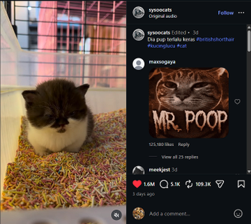 Den_O1_'s tweet photo. I seriously do not know how this hasn't sent.    

This video of this cat pooping is insanely Viral with already 1.6 Million Likes and 15 Million views in only 3 days.     

The video is of the cat Mocha pooping in a sprinkle litterbox making weird straining sounds.     

People are memeing Mocha, calling him Mr.Poop in the comments!  

Viral, Recent, Named and Memeable!    

https://t.co/Z29juKT6kp   

Name: (proof below) https://t.co/D9kFmOPekG