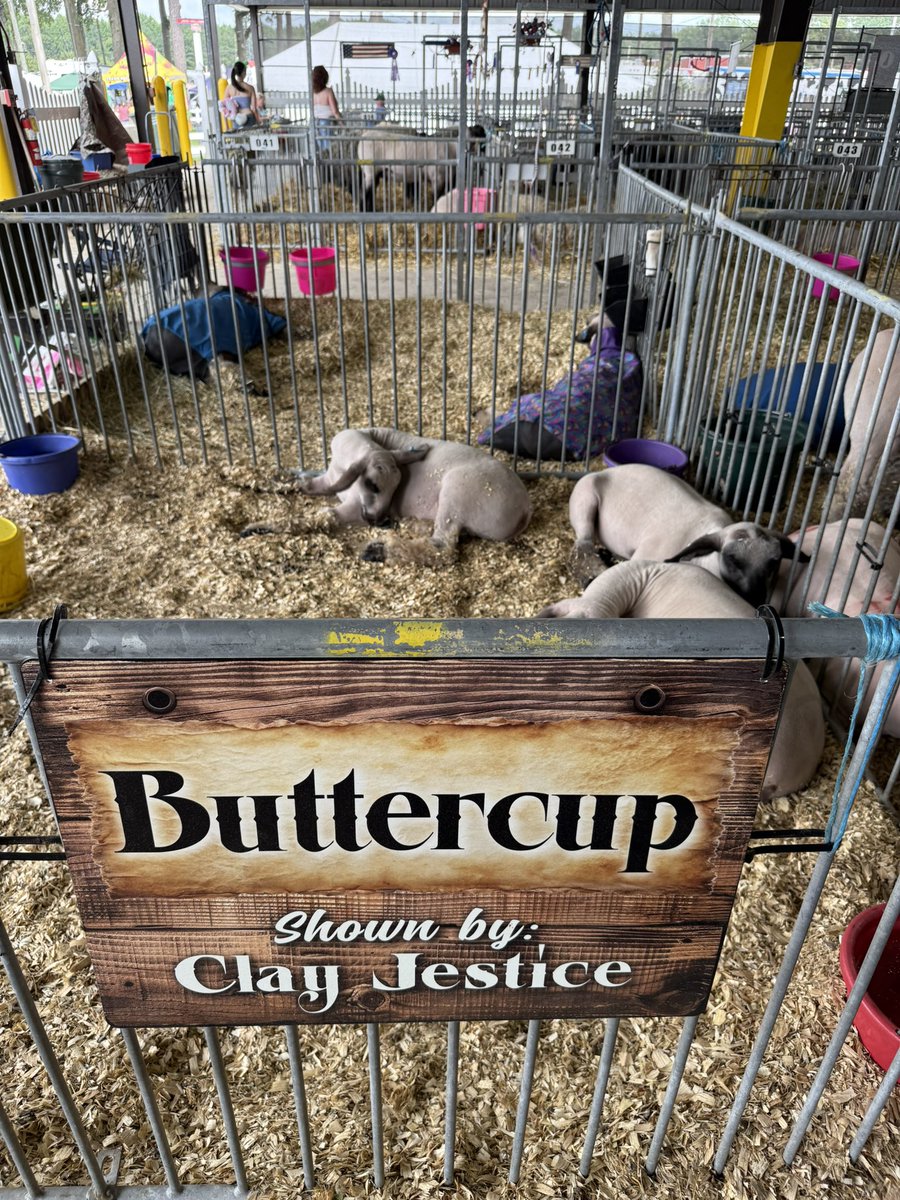 羊さん。今日の会場、Delaware State Fairにて。