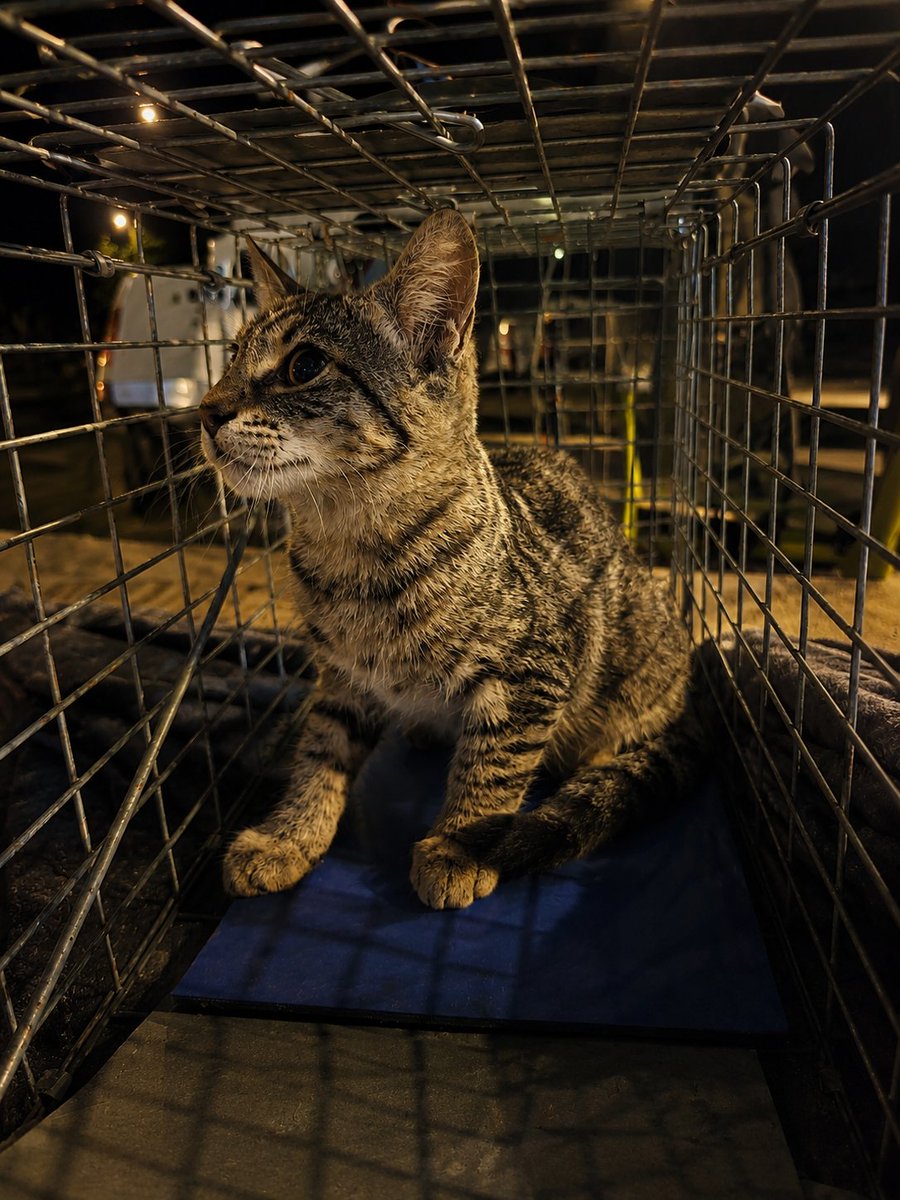 Neinei_rescue's tweet photo. Vengo a proponer una locura!

He comprado una cámara con ruedas. Ha sido mi autoregalo de cumpleaños, no me juzguéis.

Falta mes y medio para mí cumpleaños si.

Pero es que tengo a los gatitos en el piso y yo aún no vivo ahí. Me paso muuuchas horas allí con ellos pero llego a mi casa y que estarán haciendo? 🫣

Vosotros creéis que es viable encontrar una adopción conjunta... Para tres??

Es una locura, ya lo sé pero.. y si lo conseguimos??? Cosas más locas os he visto hacer, eh! 

Yo pago el protocolo veterinario del tercero para que se puedan ir juntos ❤️‍🩹 adopción responsable!!

Quién les adopté debe saber que todos los gatos tienen sus ritmos y sus límites. Emily es súper cariñosa y juguetona.
A Hollow le encantan los mimitos pero todavía no los pide. Y está sacando su vena juguetona ahora!
Y Mavis es la más especial... Tiene mucho miedo. No sé si algún día será cariñosa. Puede que haya llegado tarde a ella y ya no lo consiga pero seguro que se acostumbrará a vivir en un hogar y lo que si os prometo es que quiere a sus hermanitos un montón. Sabe querer. No sé si sabrá querer a las personas.

Pero no pasa nada porque cuando adoptas no debes hacerlo porque tú quieres mimar a un animal. Soy la primera que se muere de ganas de achucharla y comérmela a besos pero.. si ella no quiere mimos, está bien.

No tiene que contentar a nadie. No quiero que nadie la adopte para cubrir sus propias necesidades. Yo no la he rescatado y le estoy dedicando tanto tiempo y dinero para hacer feliz a una persona. Nop.

Yo no rescato animales para hacer felices a las personas. Lo hago para darles una buena vida a ellos y ellos buscan a una familia que piense como yo.

Mavis, Emily y Hollow ♥️

Puede que no lo consigamos .. pero, me ayudáis a intentarlo?

Cualquier parte de Cataluña 📍