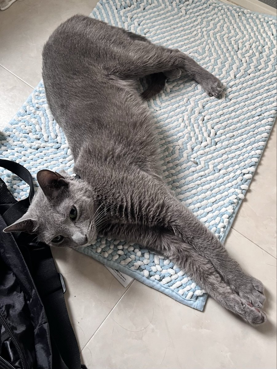 mintassamtea's tweet photo. 8月になってたって知ってた🌻😱⁉️#russianblue #ロシアンブルー
うちはみんな暑すぎず冷えすぎずのお気にの場所でくつろいでます🐈⬛🐈⬛💕 https://t.co/RSm47mkxya