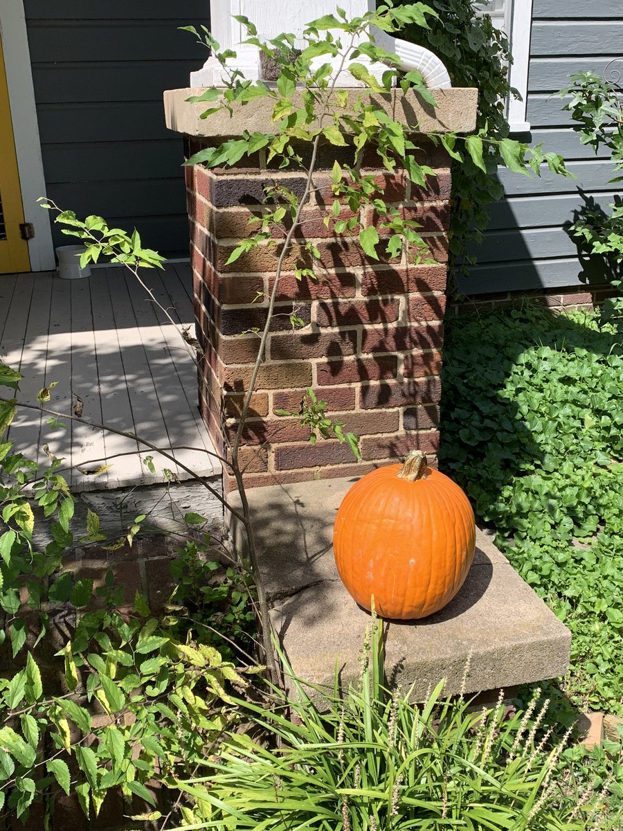 _social_twerker's tweet photo. I miss my old account omg remember last years #pumpkingate?? 😭😭 https://t.co/9GdPajjKR9