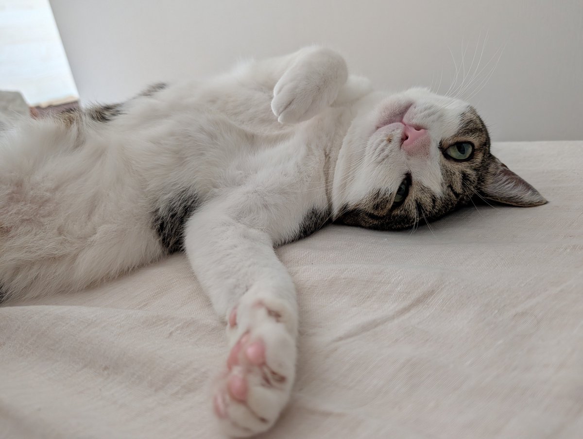 MatsuriCatFes's tweet photo. この状態で寝てる😹 https://t.co/2Eq9e1Mrn6