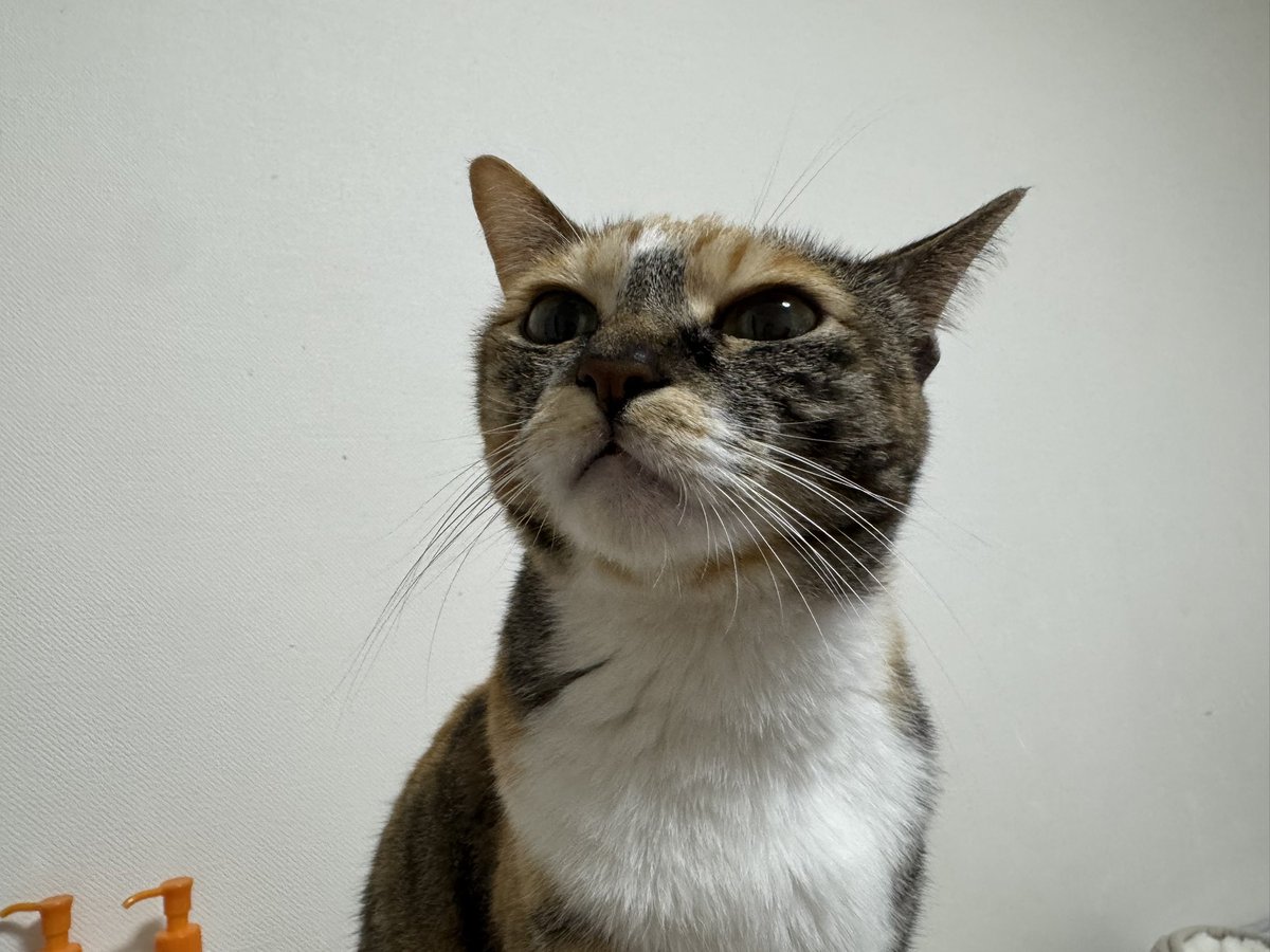 yu_lab_'s tweet photo. 夕飯先にいただいてたら猫が真横に来た
すぐに猫のご飯用意させてもろた https://t.co/vYRGLScxyL