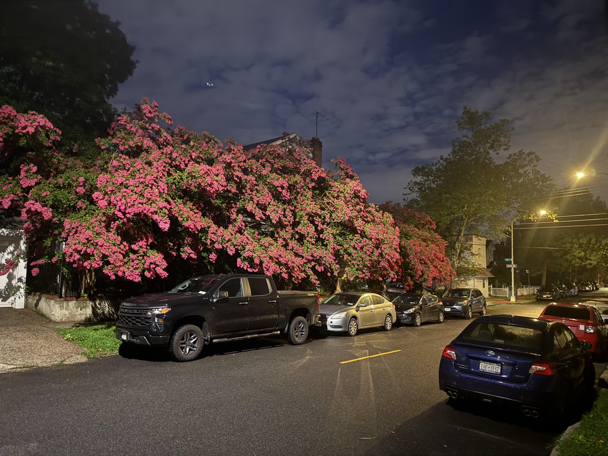 FigFantasy's tweet photo. I passed by here during an evening walk, and it's so beautiful! Does anyone know what kind of flower this is? https://t.co/vbts3hseR9