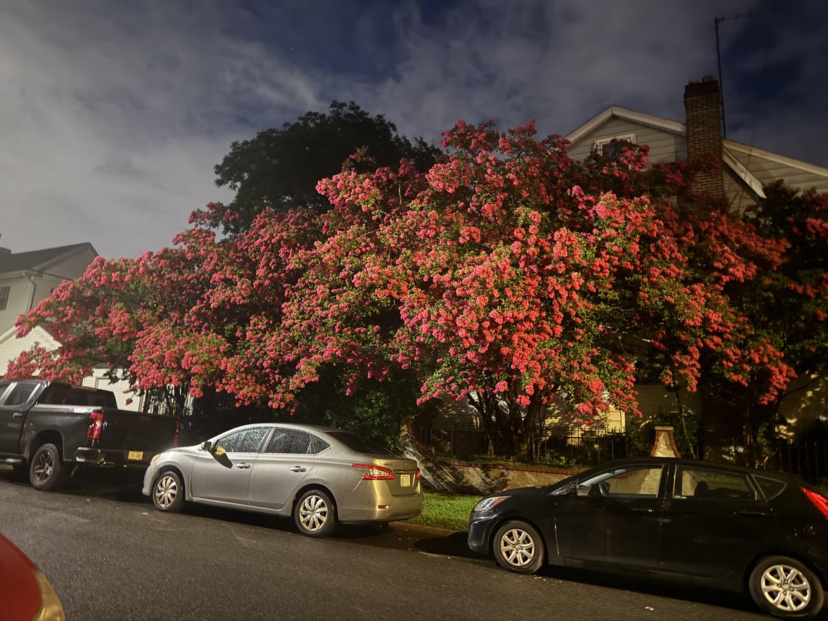 FigFantasy's tweet photo. I passed by here during an evening walk, and it's so beautiful! Does anyone know what kind of flower this is? https://t.co/vbts3hseR9