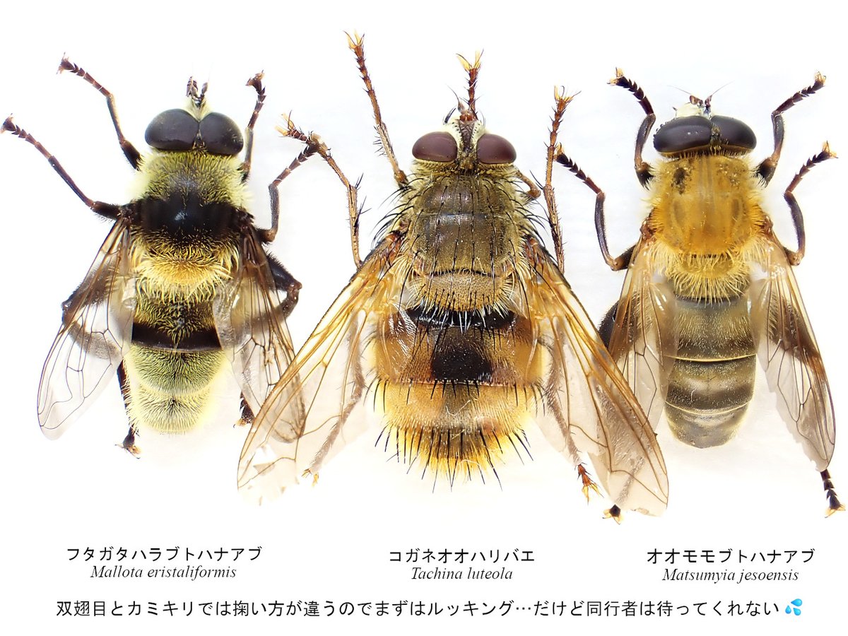 Insect_1206's tweet photo. 「おッ！ヤタ～入った」🥸「♂♀どっちや」
「いいアブ❤️」🥸「一生蝿でも採っとれ😮‍💨」
パキタは条件揃えば２ケタゆくけどこの手の虫はそうは行かん…と説明しても響かないみたい🙄 https://t.co/Lqpoq2U6z9