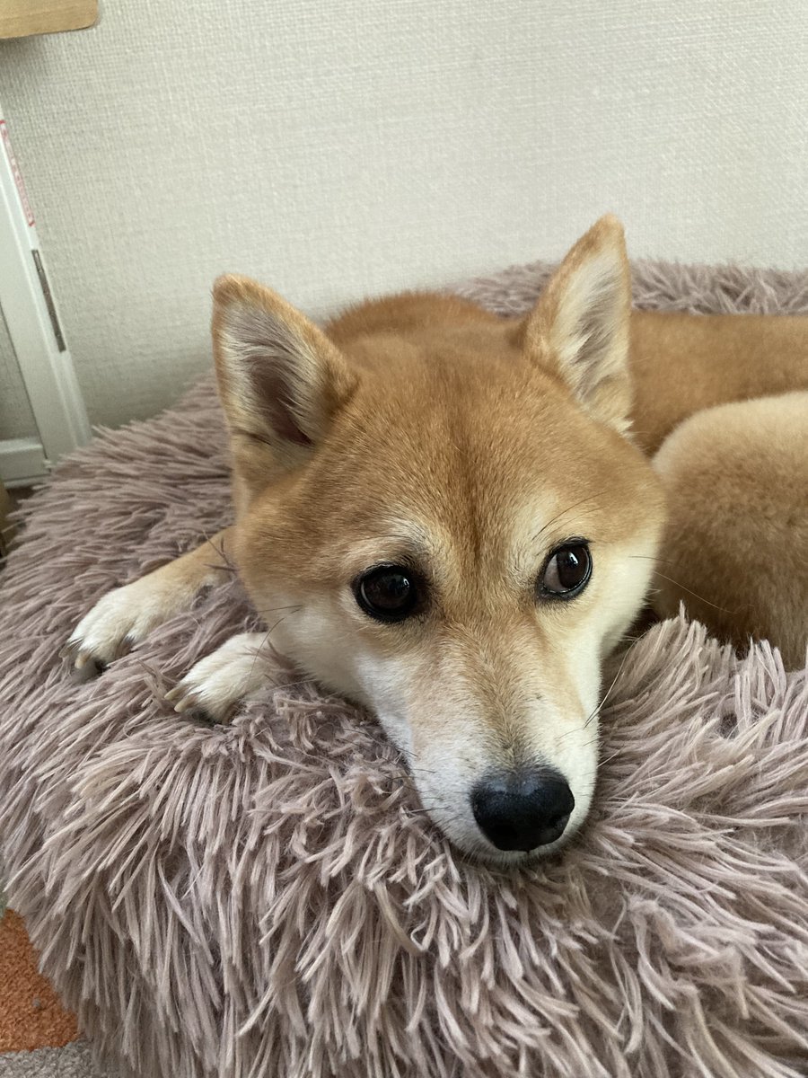 gurichiyo's tweet photo. 今日もお天気不安定だからなー
どこかくれんぼするかなぁ https://t.co/UiEHW3JyiY