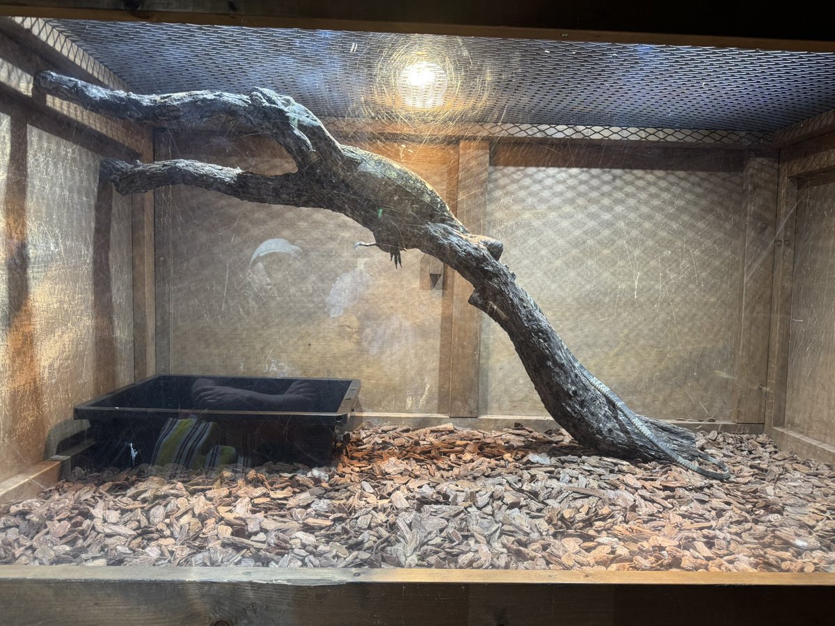 ga_2o's tweet photo. 想像通りの爬虫類展。おもろ。かわよ。
 #ドラゴン動物園 https://t.co/P5skBrjtB7
