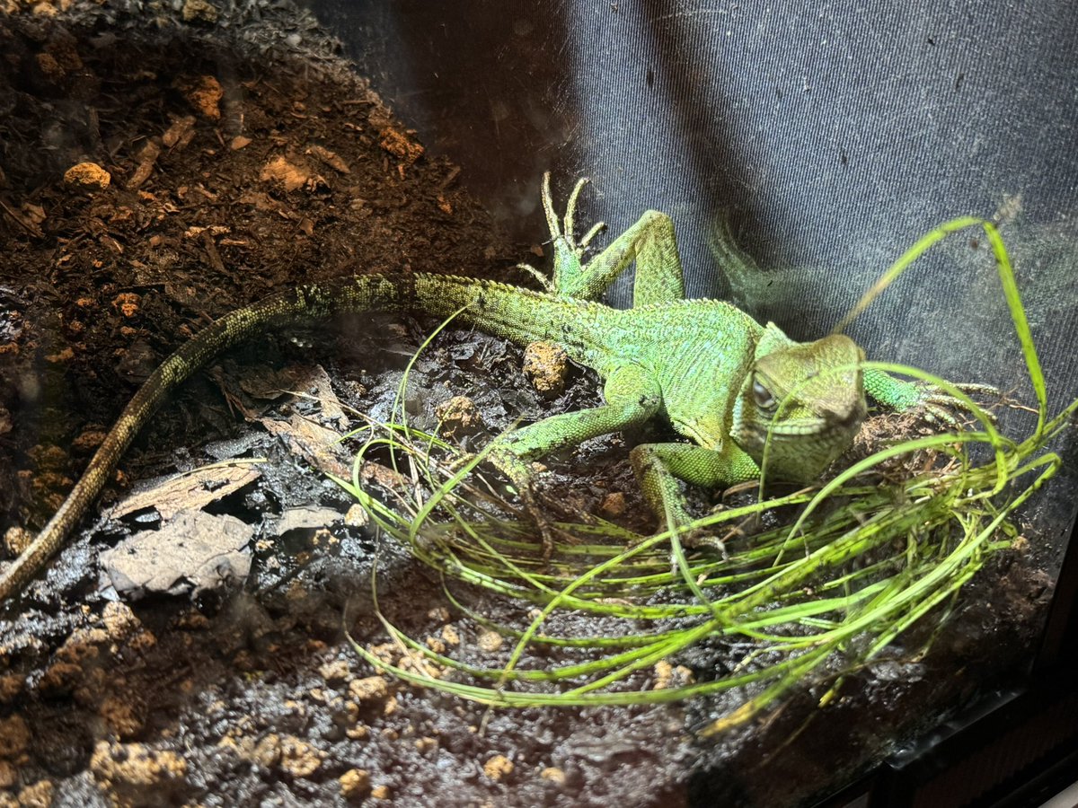 ga_2o's tweet photo. 想像通りの爬虫類展。おもろ。かわよ。
 #ドラゴン動物園 https://t.co/P5skBrjtB7