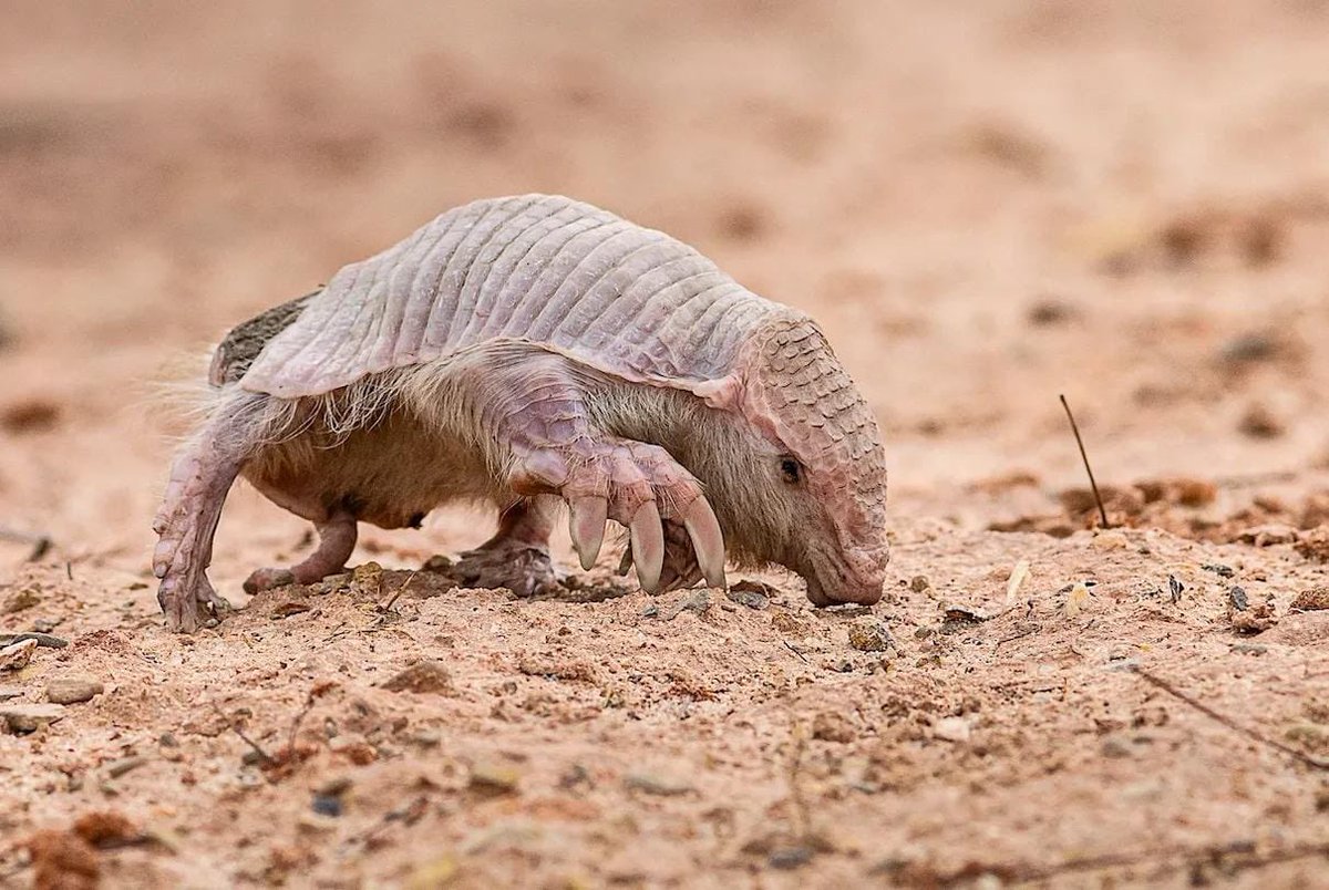 WordOfBisdom's tweet photo. The world's smallest and rarest armadillo.

The pink carapace, soft white fur and amazing tunneling abilities make this a rare creature found only in Argentina, It survives by eating ants and small insects.

It survives by eating ants and small insects. https://t.co/vYtjqQtICa