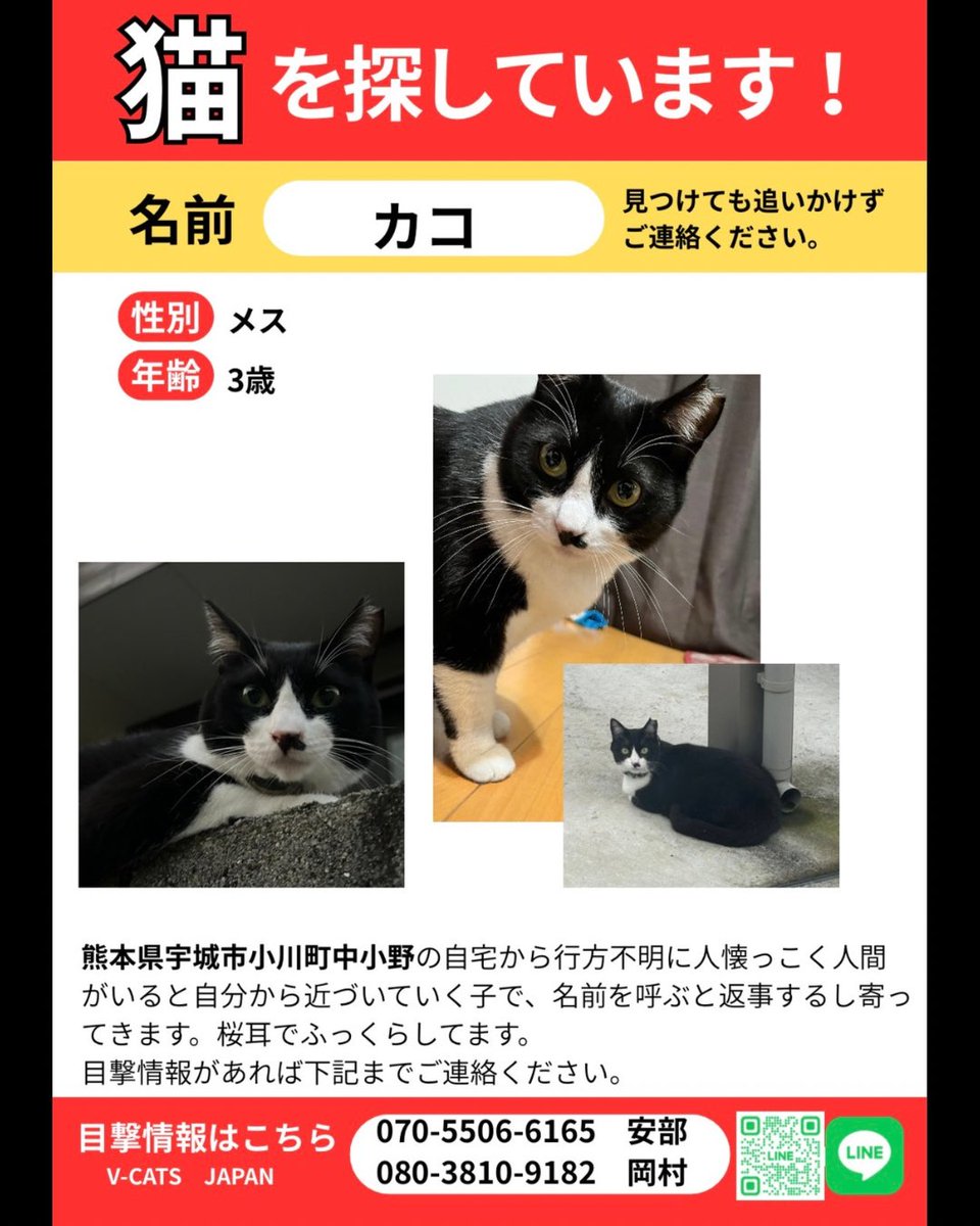 VCATSJAPAN's tweet photo. 🆘#熊本地震 #迷子猫 #拡散希望 🆘
カコちゃん/黒白
宇城市小川町中小野631

詳細はこちら
https://t.co/6ub3BM5mbA https://t.co/oEyXoJvSRB
