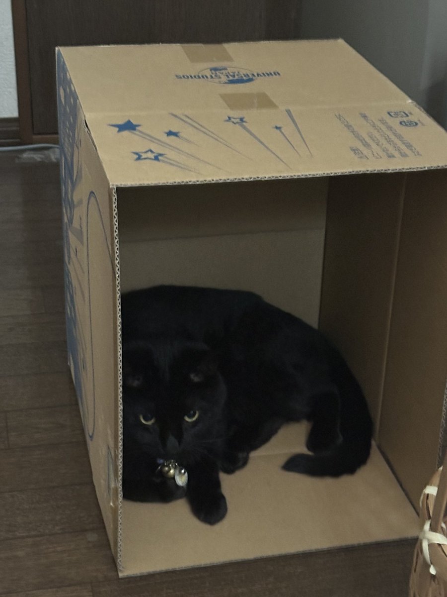 spring_yellow6's tweet photo. うちの猫の住処と化したUSJの段ボール https://t.co/DawfwezOlJ