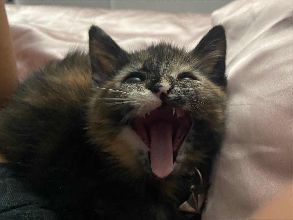 prisimofmysoul's tweet photo. miss marceline faye https://t.co/92L61QhYAr