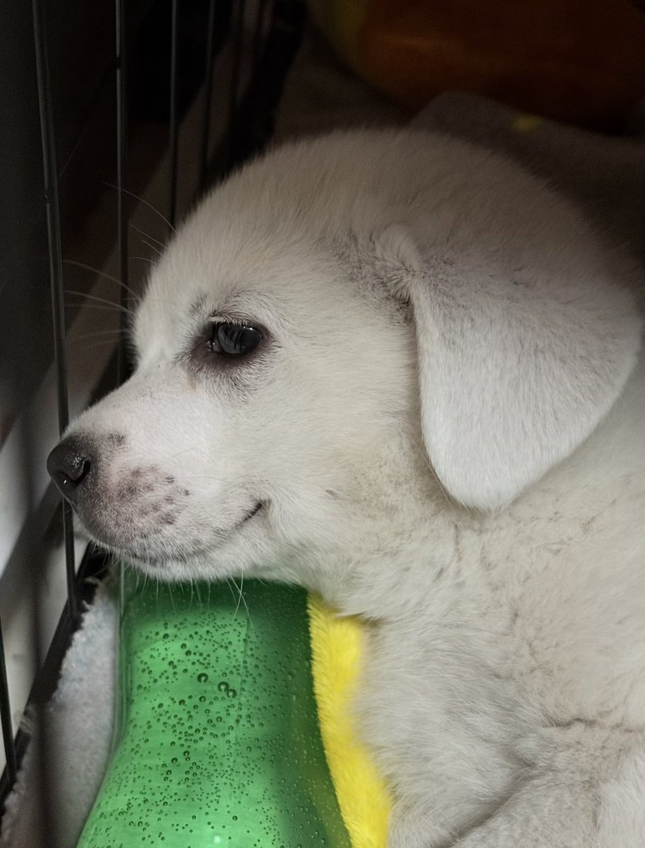 cutestpuppyy's tweet photo. https://t.co/LLdgCwmPoG