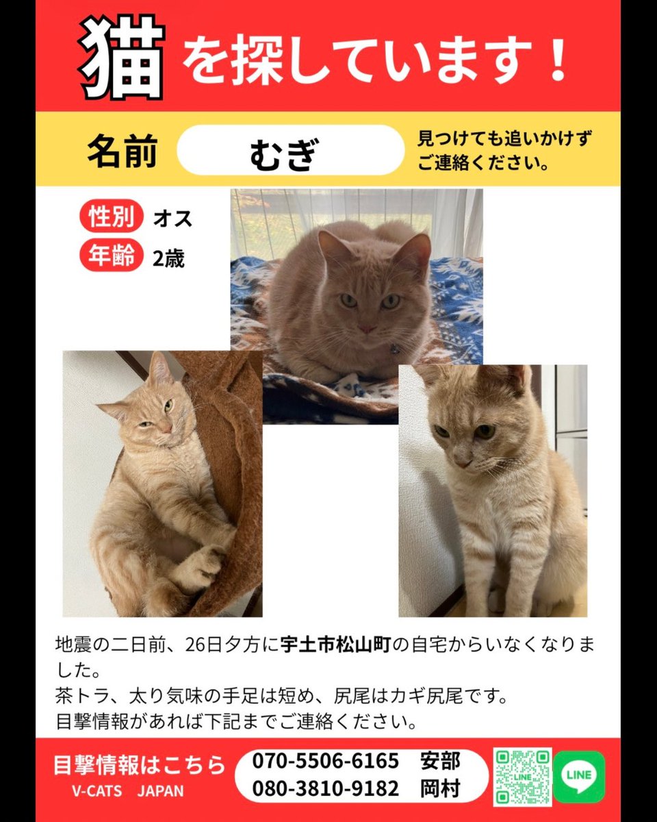 VCATSJAPAN's tweet photo. 🆘#熊本地震 #迷子猫 #拡散希望 🆘
むぎくん/茶トラ
宇土市松山町

詳細はこちら
https://t.co/cIm8NiwAN3 https://t.co/b4fLLF9Z7v