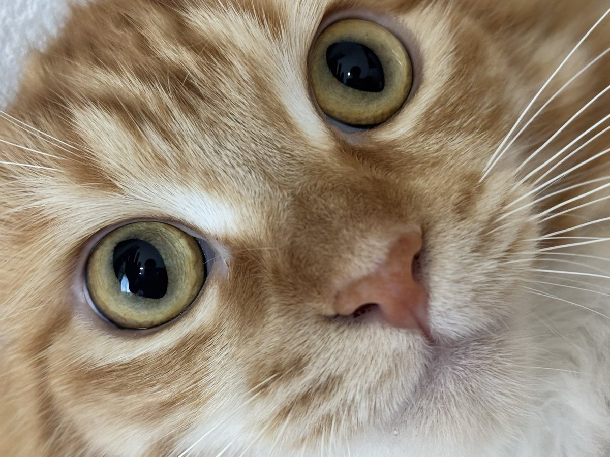 N27N72's tweet photo. 今日のきなちゃん🐾 https://t.co/mO579Ssv2R