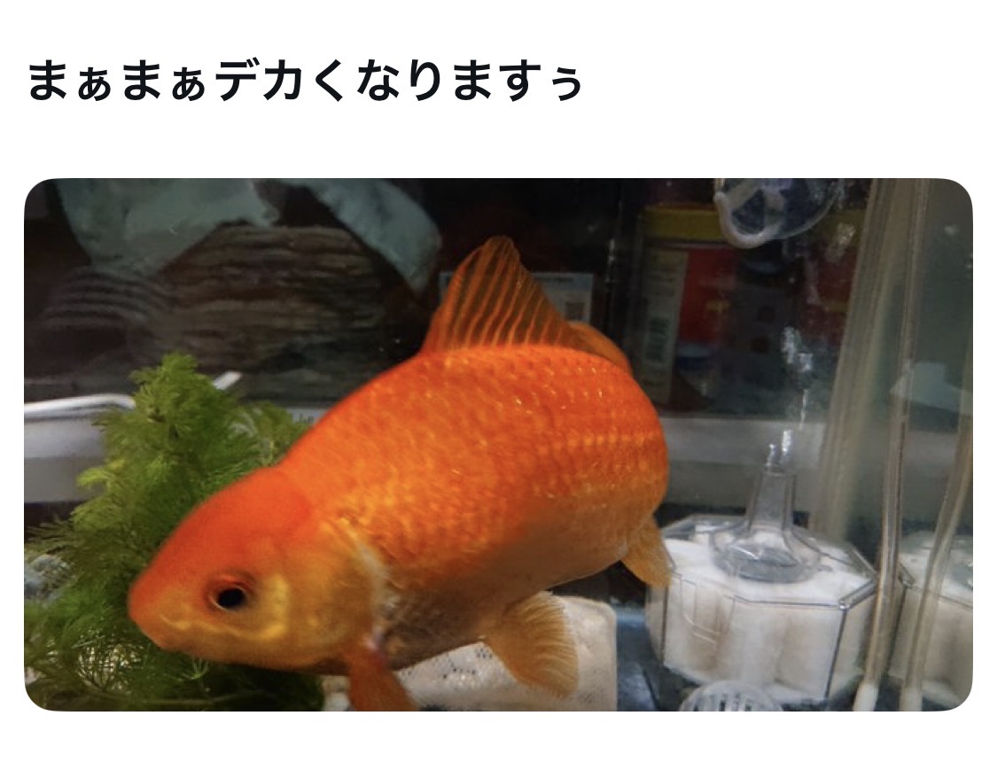 bozu_108's tweet photo. 祭りで買った金魚飼ってた人しか分からないこと選手権

最優秀賞
大事に育てたら、めっちゃデカくなる

金賞
300円の金魚のために、翌日8,000円の水槽セットを買いに行く。屋台の金魚すくいは「本体を安く売って周辺機器で回収する」ビジネスモデルの入口だった

入賞
４年いたけど
エサの時間になると
めっちゃこっち見てくる
奴らちゃんとわかってる