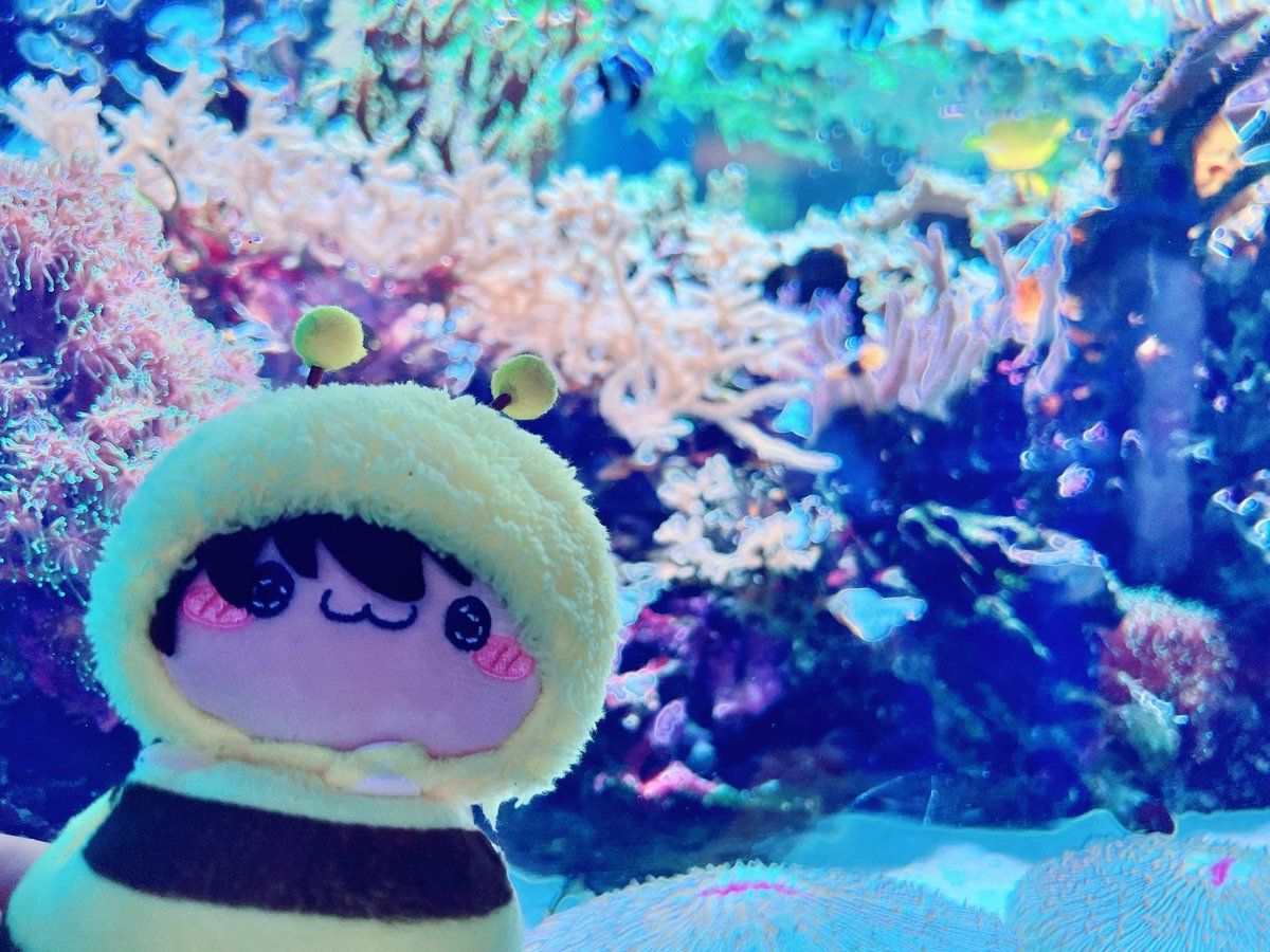 0th_n0's tweet photo. ぬいちゃんたちも水族館楽しんだ✨
もちぴこーずと一緒に旅行できて幸せ🫶

#ぬい旅
#もちぴこのいる暮らし
#rkrnぬい撮り部 https://t.co/BiDRAzzWGP