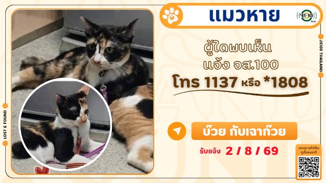 js100radio's tweet photo. แมวหาย 2 ตัว จากบริเวณวัดเลา พระราม 2 ซอย 51 เขตบางขุนเทียน ผู้ใดพบเห็นแจ้ง JS100 โทร *1808 หรือ 1137
.
แมวหาย 2 ตัว พันธุ์ไทย เพศเมีย ชื่อบ๊วย และเฉาก๊วย อายุ 8 เดือน บ๊วยลายเหมือนใส่หน้ากาก สวมปลอกคอสีเหลือง ส่วนเฉาก๊วย ใต้ปากจะมีไฝตรงกลาง สวมปลอกคอสีน้ำเงิน หายจากบริเวณวัดเลา พระราม 2 ซอย 51 เขตบางขุนเทียน เมื่อวันที่ 30 ก.ค. 69 เวลาประมาณ 20.00 น. ผู้ใดพบเห็นแจ้ง JS100 โทร *1808 หรือ 1137

#แมวหาย #ตามหาแมว #JS100