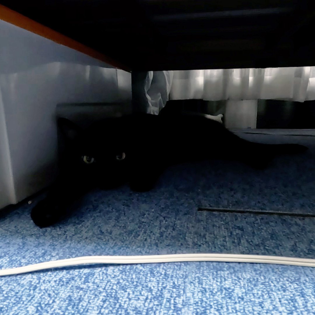 arikaobuk's tweet photo. ベッドの下のミゾレ🐈‍⬛ツバサ🐈

https://t.co/Ztsk4wmLgA

#にゃんこ3きょうだい日記 #Diary_of_3Cats
#猫動画 #ネコ動画 #かわいい #おもしろ #癒し
#猫 #ねこ #保護猫
#茶トラ #gingercat #黒猫 #blackcat #スコティッシュフォールド #scottishfold
#cat #gato #gatto #chat #Katze #кошка #고양이 https://t.co/1nJwfb6OF0