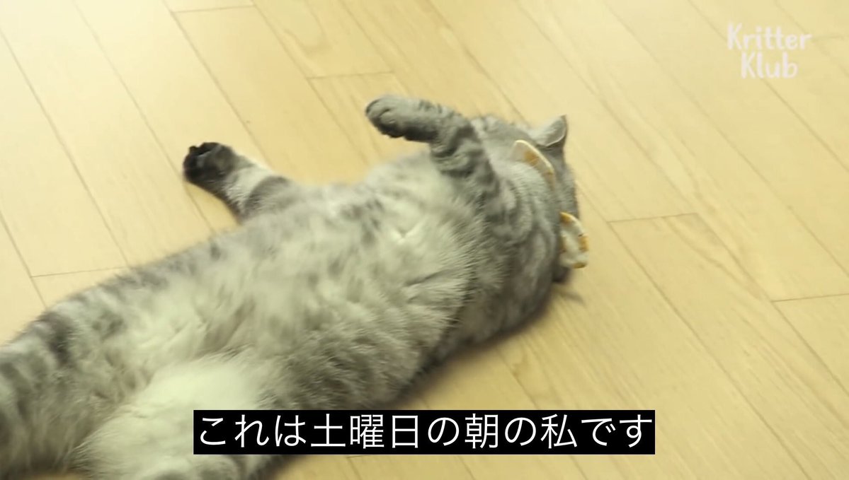 fairy213's tweet photo. これは日曜日の朝の私です https://t.co/tajPaHMgvH