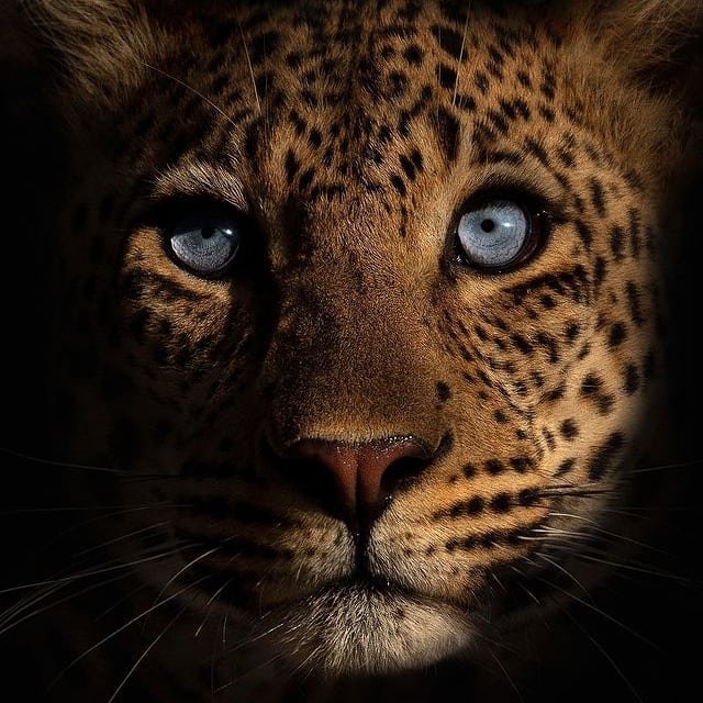 Animals1021267's tweet photo. https://t.co/CbYvP1Tfvc