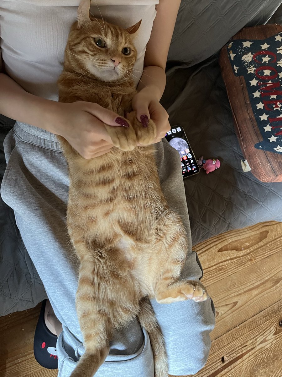 Kyukine5's tweet photo. 昨日ママが居なくて
ｼｮﾝﾎﾞﾘ
今ママ帰って来て
コネコネされてる

 #猫と暮らす  #茶トラ  #猫 https://t.co/GdSfaL152r