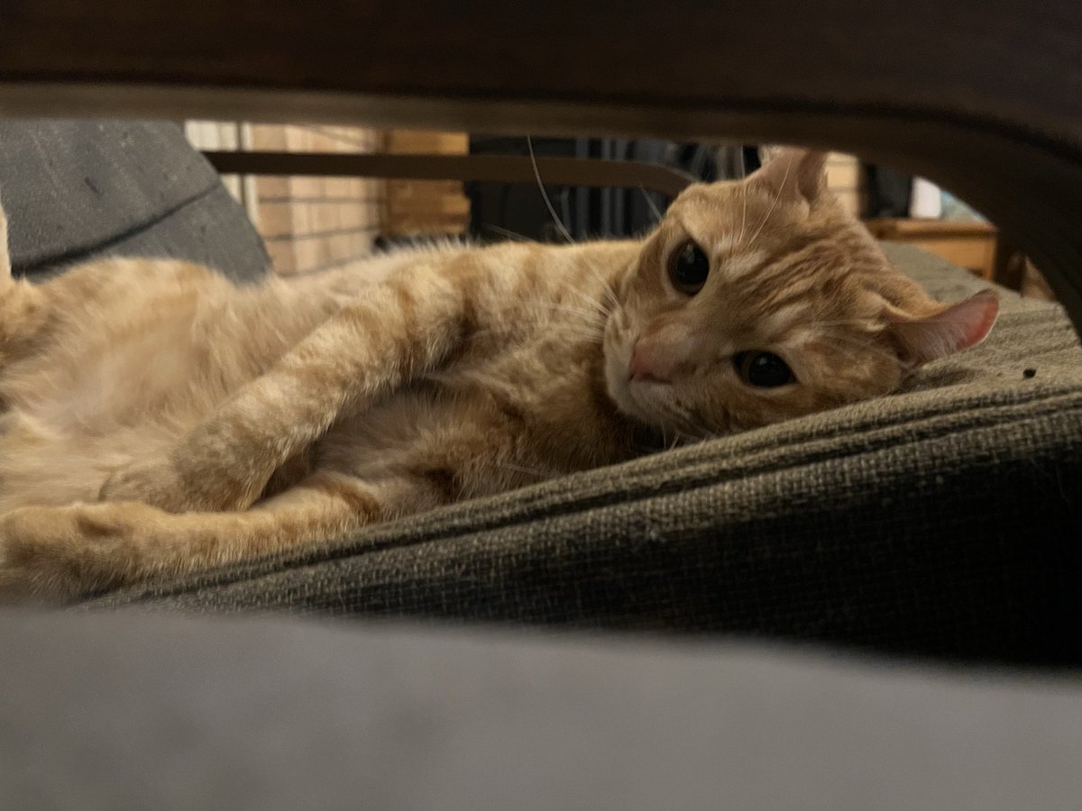Kyukine5's tweet photo. 昨日ママが居なくて
ｼｮﾝﾎﾞﾘ
今ママ帰って来て
コネコネされてる

 #猫と暮らす  #茶トラ  #猫 https://t.co/GdSfaL152r