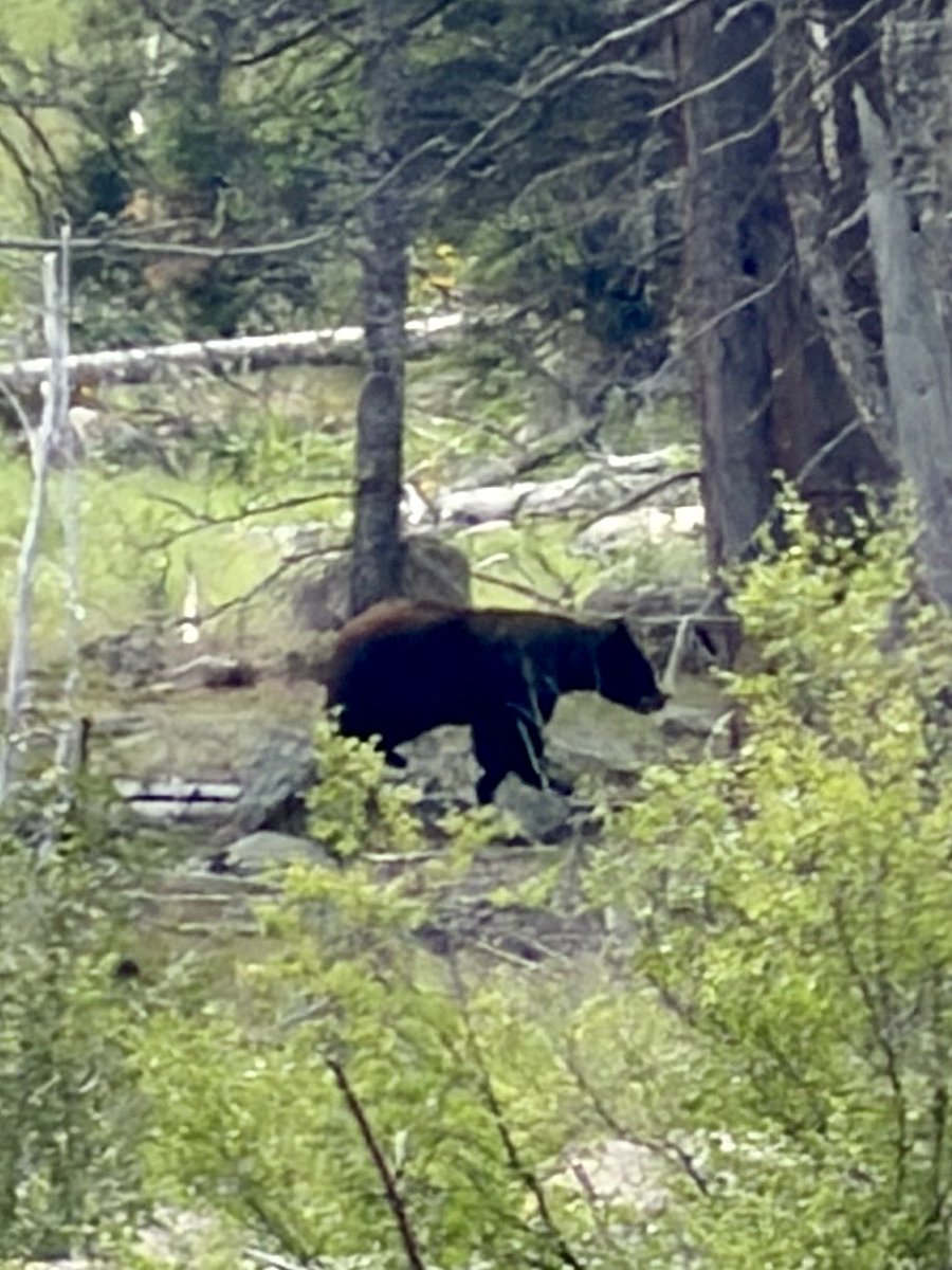 Mason_Moore2030's tweet photo. Summer break fresh air and hiking @rmnp ⛰️@RenKokScouting @ThePuntFactory https://t.co/vMH0p2NzTU