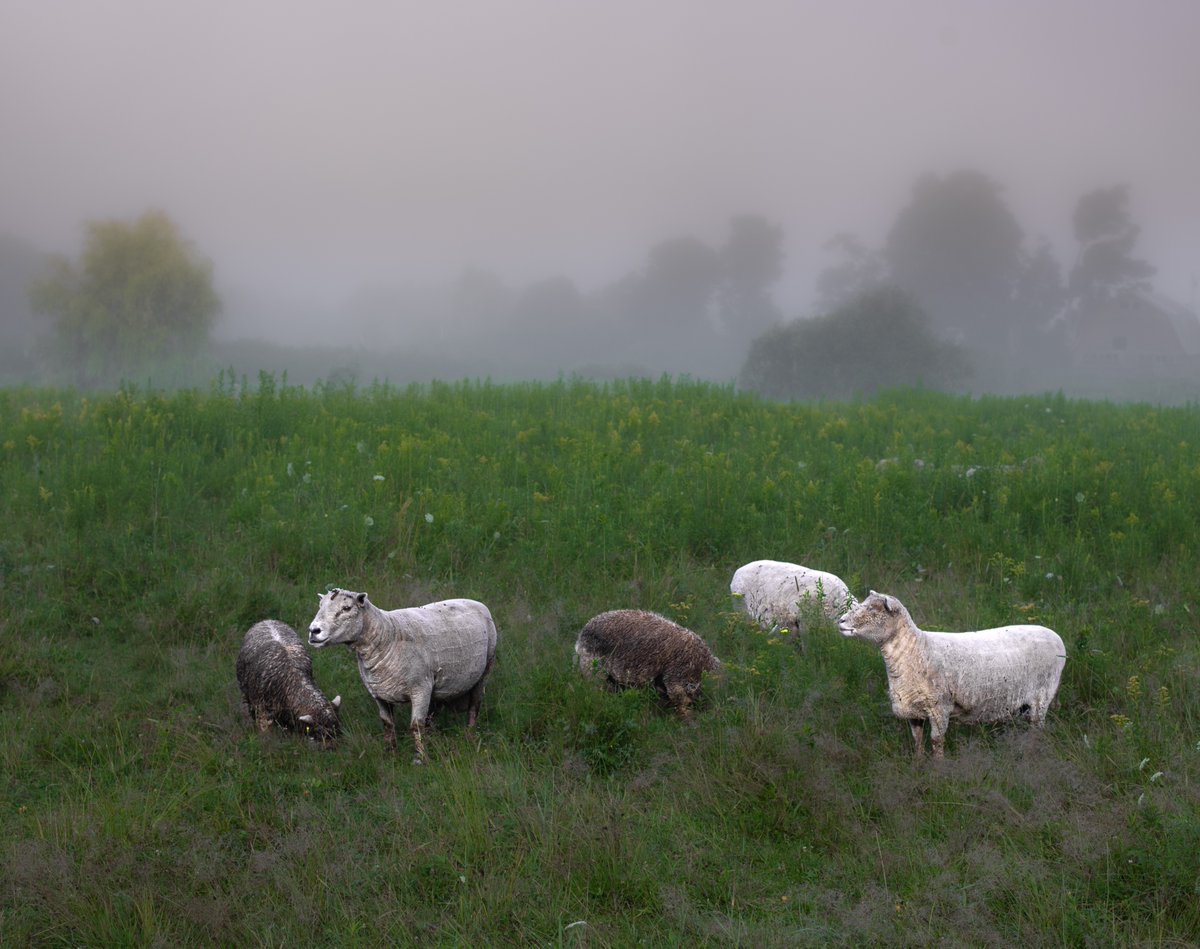 fotogosaurus's tweet photo. counting sheep https://t.co/YkuqMJFl5I #VT #Vermont #NewEngland #Sheep #BabyDollSheep #flock #OutHereInTheFields #CountingSheep #EarlyAM #earlyMorning #field #Farm #rural #RuralLife #noSleep #group #Family #bonds #together #Family #moment #August #Summer #quiet #dream #canon https://t.co/6r4NrcVzIQ