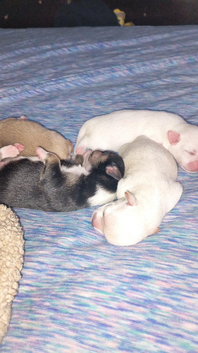 spencercastgbe's tweet photo. Daisy fur babies https://t.co/rd53wXKWEG