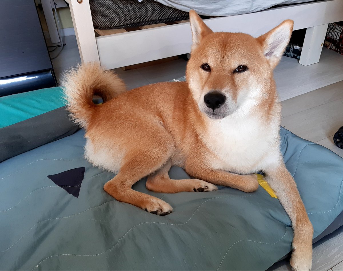MKN525Z's tweet photo. おはようございます。
今朝は5時台でも灼熱でした。
外は危ないから、今日も一緒に自宅警備しようね♪
#柴犬のいる生活 https://t.co/7Osh4dAHqb