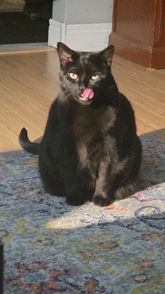 GuelphLostPets's tweet photo. FOUND Aug 1. Richard Parker, an indoor black short-haired male cat, went missing June 21 in the Metcalfe St area by the Elliott Community Centre in #Guelph. Thank you to everyone who shared his post. https://t.co/uygXCY0dTQ