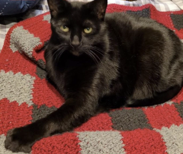 GuelphLostPets's tweet photo. FOUND Aug 1. Richard Parker, an indoor black short-haired male cat, went missing June 21 in the Metcalfe St area by the Elliott Community Centre in #Guelph. Thank you to everyone who shared his post. https://t.co/uygXCY0dTQ