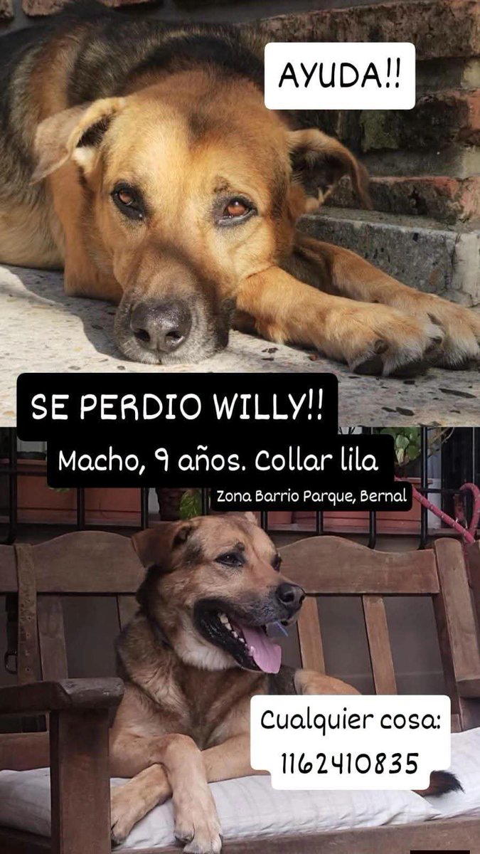 jimenadequilmes's tweet photo. Si alguien está reteniendo a WILLY, COMUNICARSE POR FAVOR!!!💞 SU FAMILIA LO ESTÁ BUSCANDO!!!🙏🥹💓 Desde ya, muchas gracias!!!🐶🤗❤️ #Quilmes #Bernal #BarrioParque #PerroPerdido https://t.co/UiarseGaem