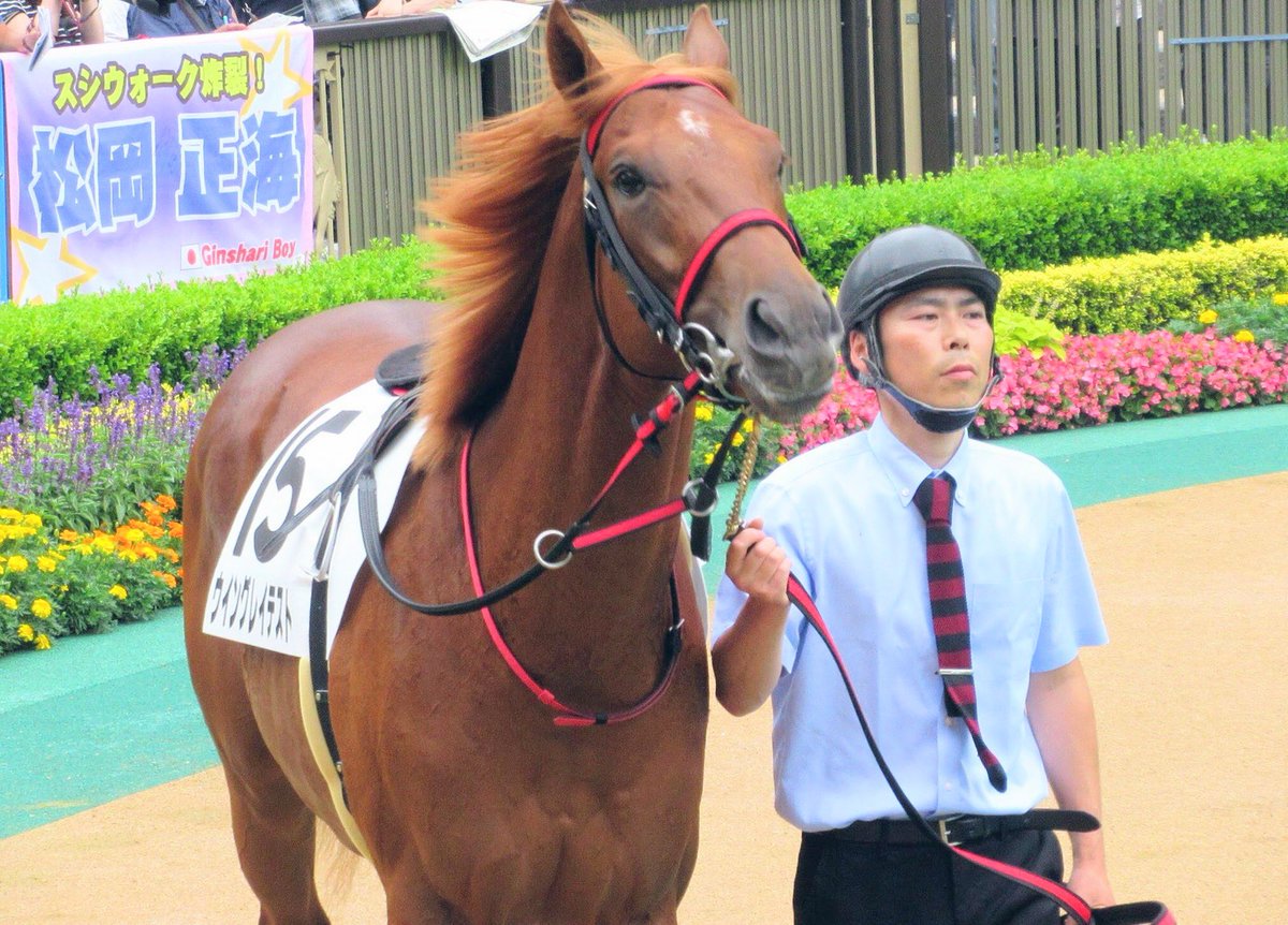chi_chan_char's tweet photo. 今日のアイビスサマーダッシュに出走するウイングレイテストくん、9歳で３度目の挑戦🏇💨ケガなく頑張れますように☘️（写真＊2019年の新馬戦🏇✨ https://t.co/7loF3zfMHr