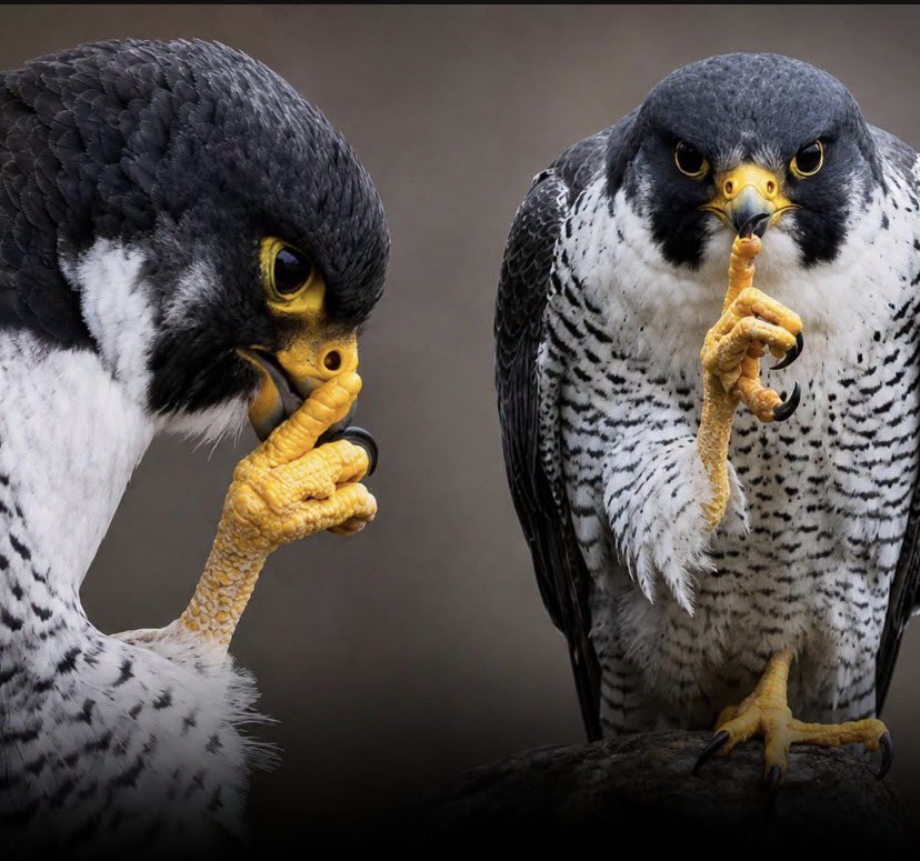 forallcurious's tweet photo. A photographer caught this bird of prey looking like it had a plan.

With one talon raised to its beak and an intense stare fixed on the camera, the pose feels less like preening and more like plotting. https://t.co/HGHG5Yk9mc