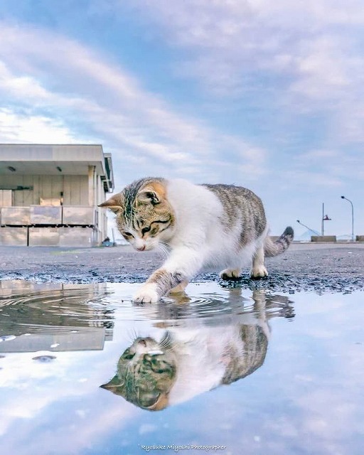 TrinityCarif's tweet photo. やっと日曜の朝を迎えた。疲れが溜まって重い体を起こす。

#猫好き https://t.co/4pSjNXPKMR