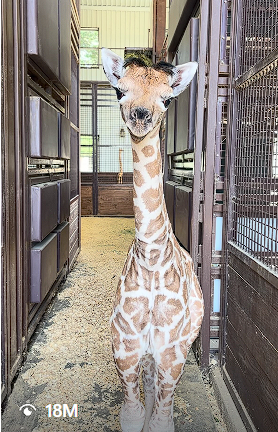 Den_O1_'s tweet photo. Just found this insanely viral funny looking giraffe!

1.5 Million Likes and 18 Million Views  in 7 Days!

Liberty Deserves to send, name is in the bio of the video!

Viral, Funny Looking, Odd, Recent and just send it!!

https://t.co/SIEIOGhJ0q https://t.co/RwdpVPNcwS