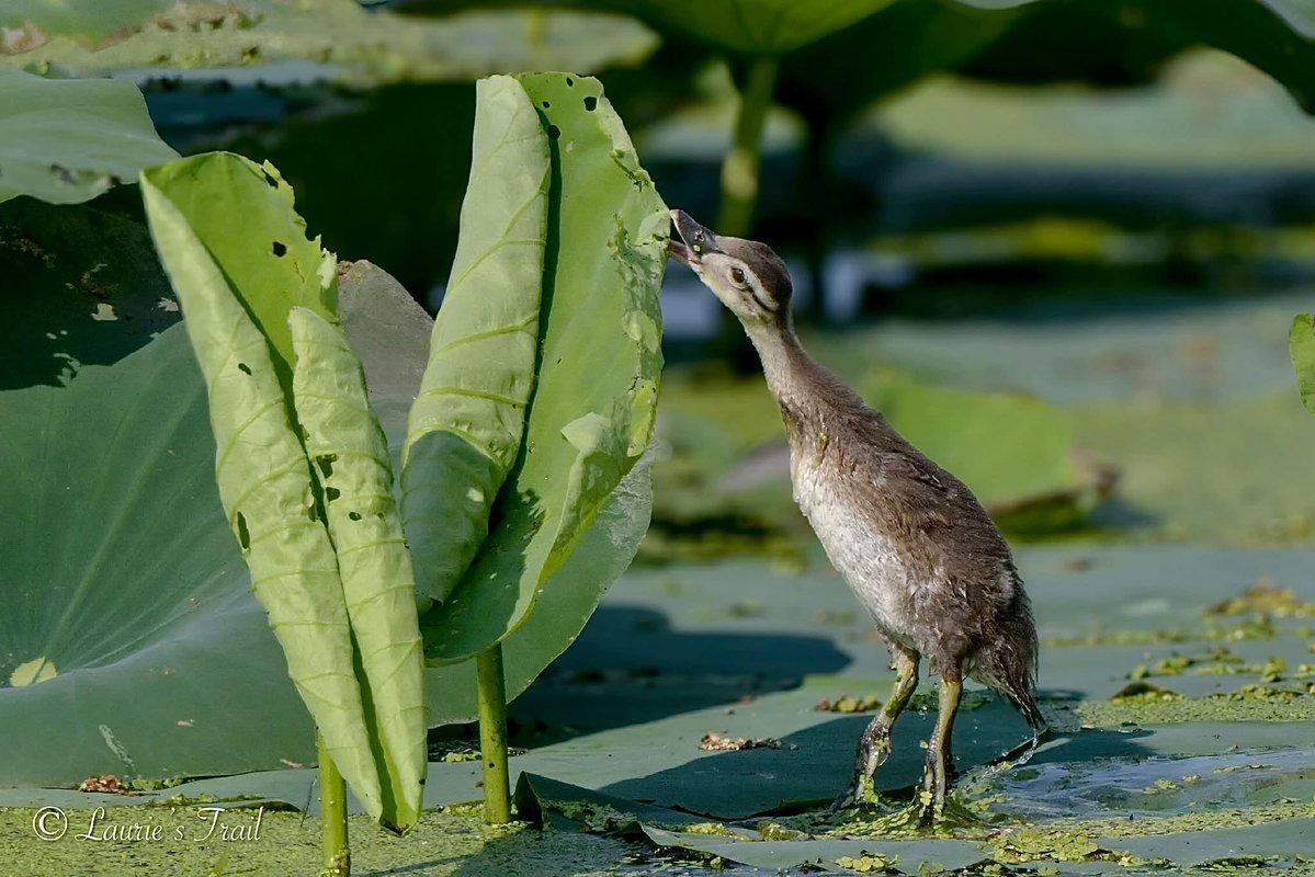 WillCoForests's tweet photo. Just one day after hatching, wood ducklings leap from nests high in tree cavities, sometimes more than 65 feet above the ground. Their tiny bodies are so light they flutter safely to the ground or water below.

📸: Laurie Lasseter

#WillCoForests #WoodDucks https://t.co/xP9R8SwBpi