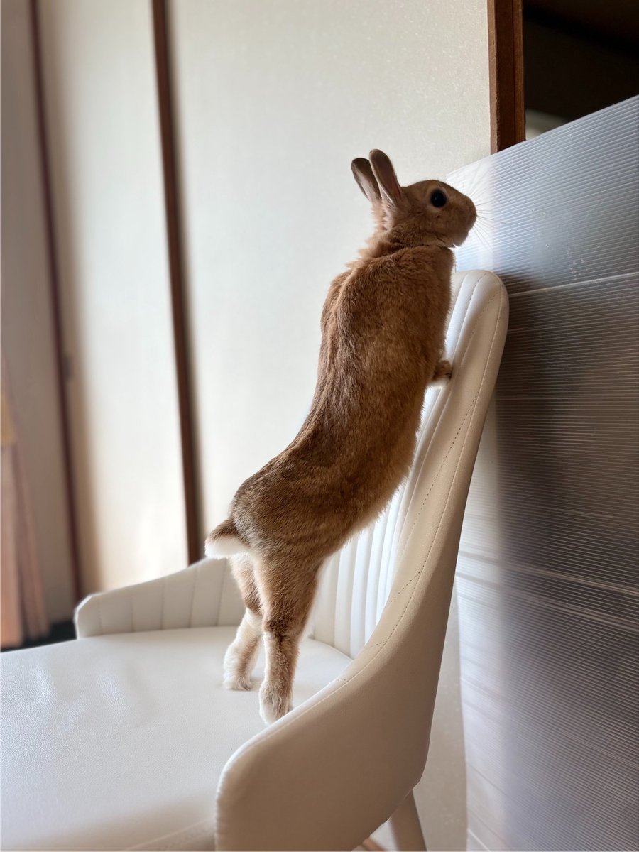 ごま🐰(飼い主:あるじ) tweet media