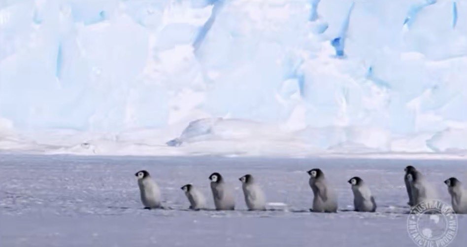 ai_kosukeeee's tweet photo. 🐧 https://t.co/4PfehU9bfM