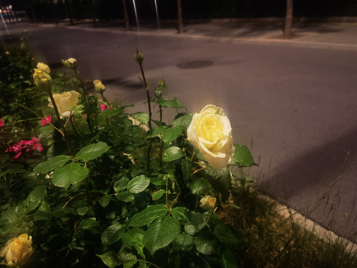 p50247's tweet photo. 今天下班路偶遇卖花的小朋友，塞给我一朵小雏菊，攥在手心攥出了点花香，突然就觉得所有疲惫都飘没了～ https://t.co/esMv7XUoA3